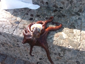 say hello to an octopus!