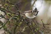 crested tit