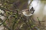 crested tit