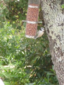 on the feeder