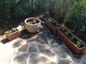 Eastern Corner of garden