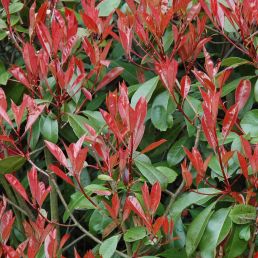 Photinia-Fraseri-Little-Red-Robin-781765-1
