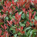 Photinia-Fraseri-Little-Red-Robin-781765-1