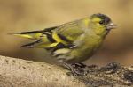 siskin