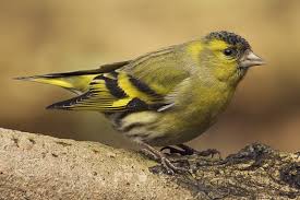 siskin