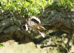 flying hoopoe