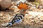 hoopoe1