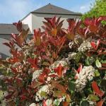 photinia